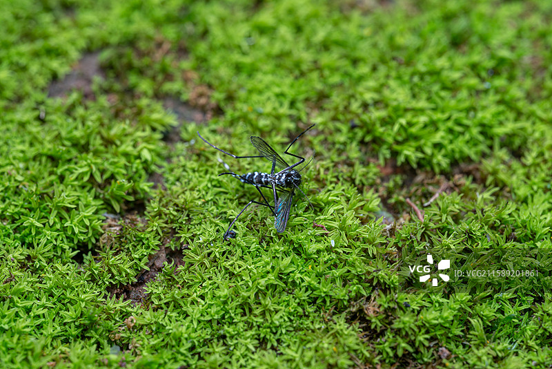绿苔上的白纹伊蚊图片素材