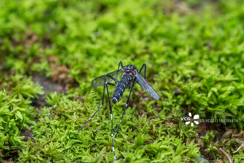 绿苔上的白纹伊蚊图片素材