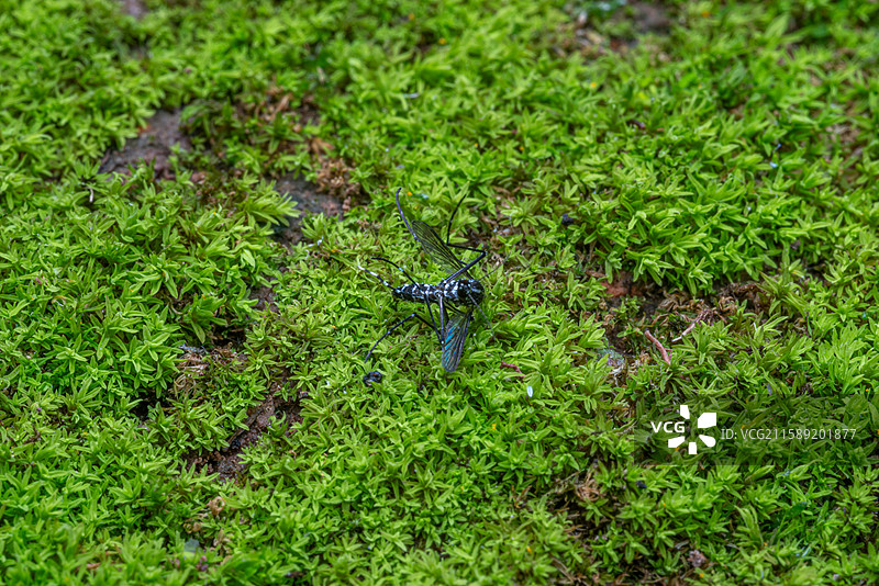 绿苔上的白纹伊蚊图片素材
