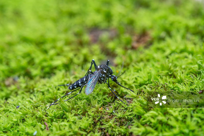 绿苔上的白纹伊蚊图片素材