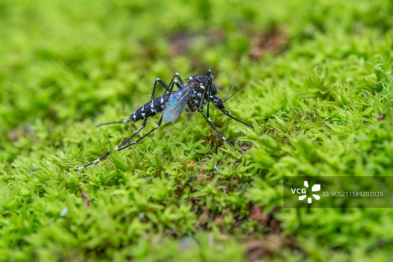 绿苔上的白纹伊蚊图片素材