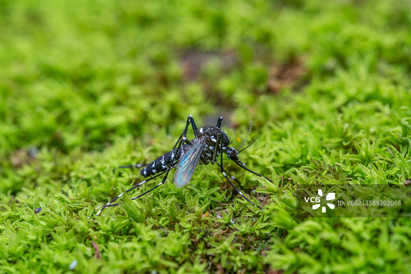 绿苔上的白纹伊蚊图片素材