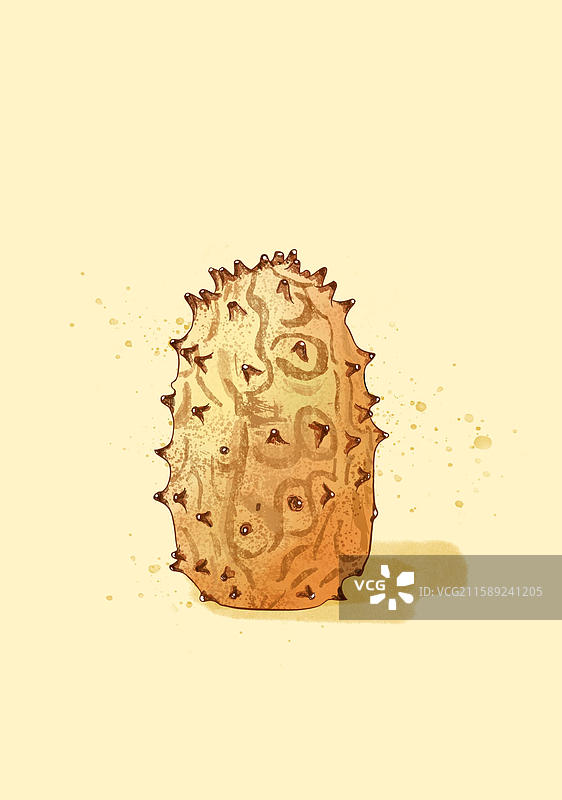 火参果插画海报图片素材