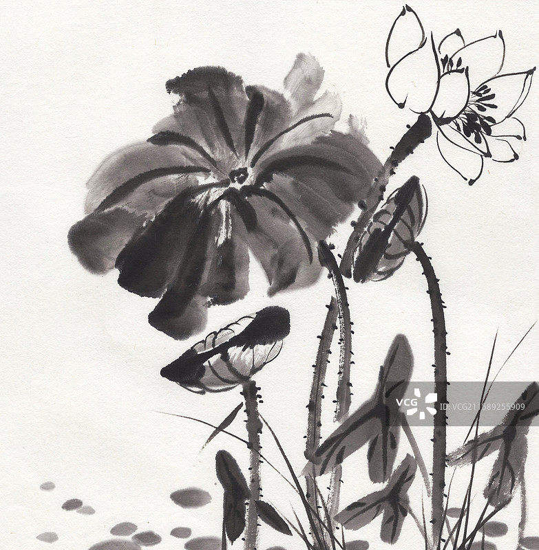 水墨白荷花荷叶国画插画图片素材