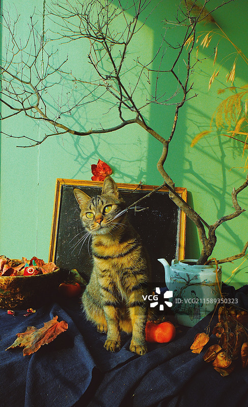 跟树枝玩耍的狸花猫。调皮可爱。胡须。宠物猫小黑板老茶壶蓝色老粗布图片素材