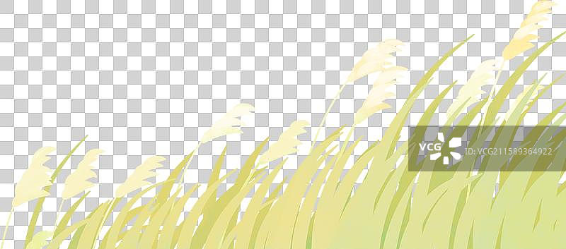 秋季寒露节气芦苇丛芦苇花插画图片素材