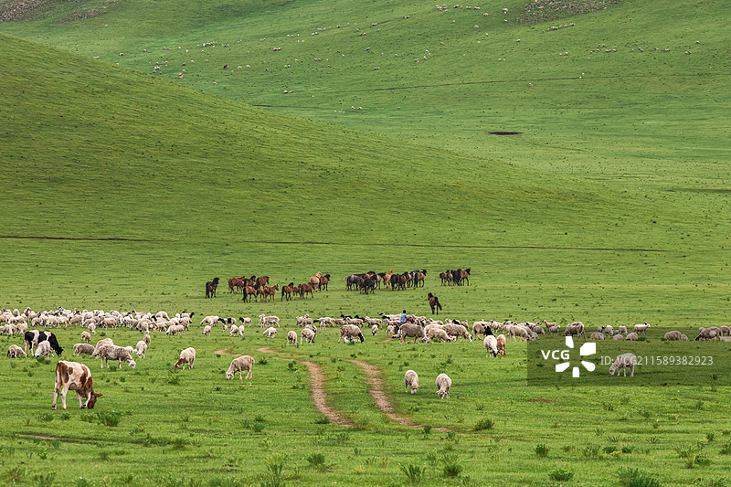 内蒙草原上的牛羊马群图片素材
