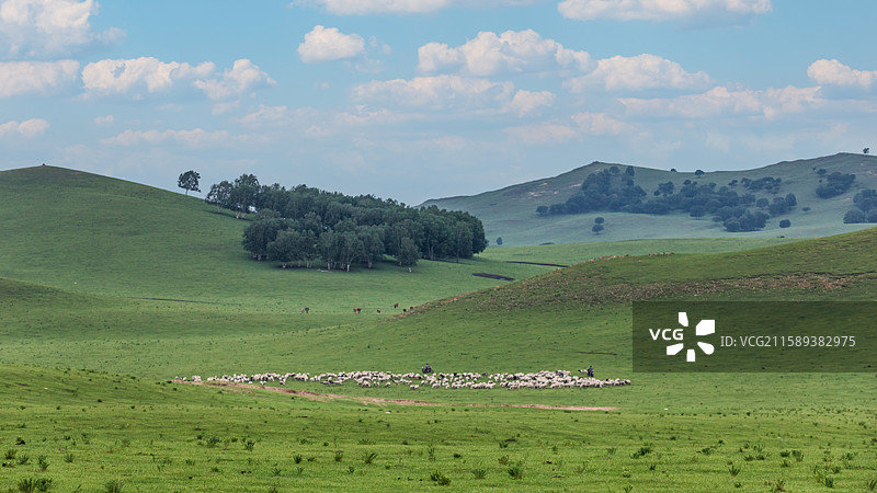 内蒙草原上的牛羊马群图片素材