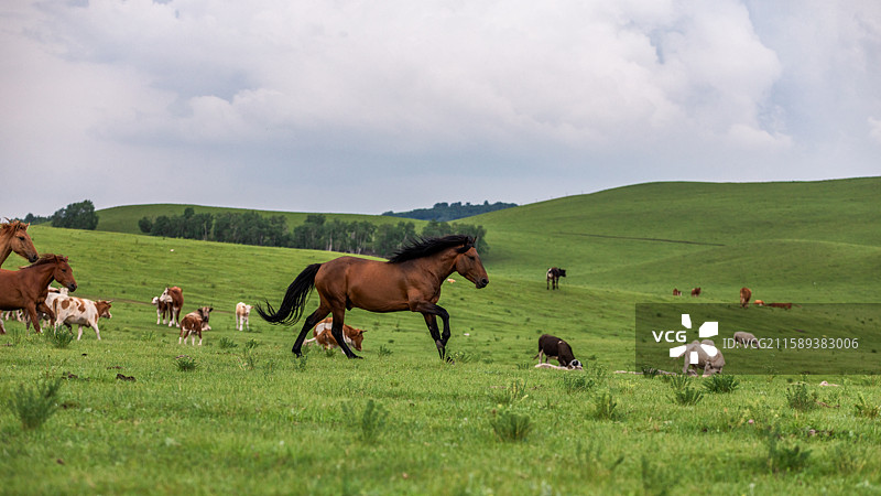 内蒙草原上的牛羊马群图片素材