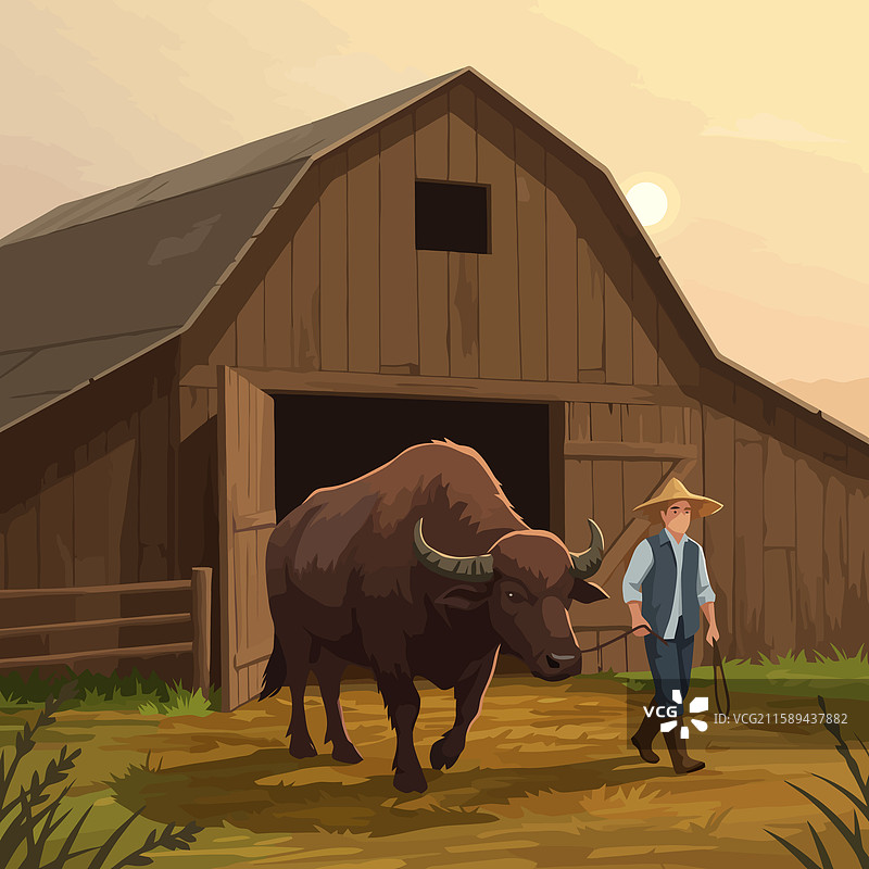 农民在傍晚时分牵着水牛经过谷仓图片素材