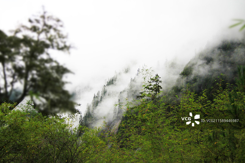 西藏林芝卡定沟的雾中山林图片素材