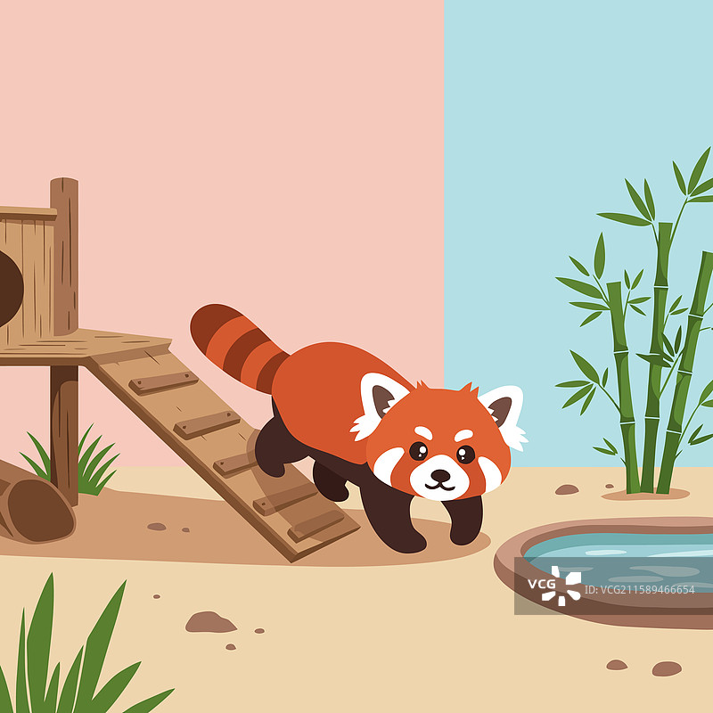红熊猫在竹子旁的坡道上行走图片素材