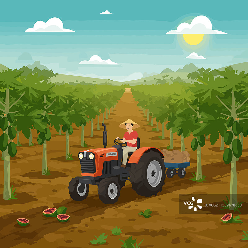 农民在果园里驾驶拖拉机收获。图片素材