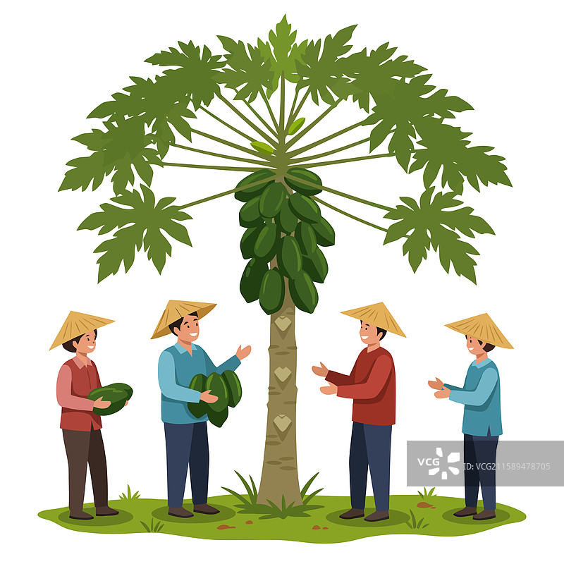 农民在木瓜树下收获新鲜的木瓜图片素材