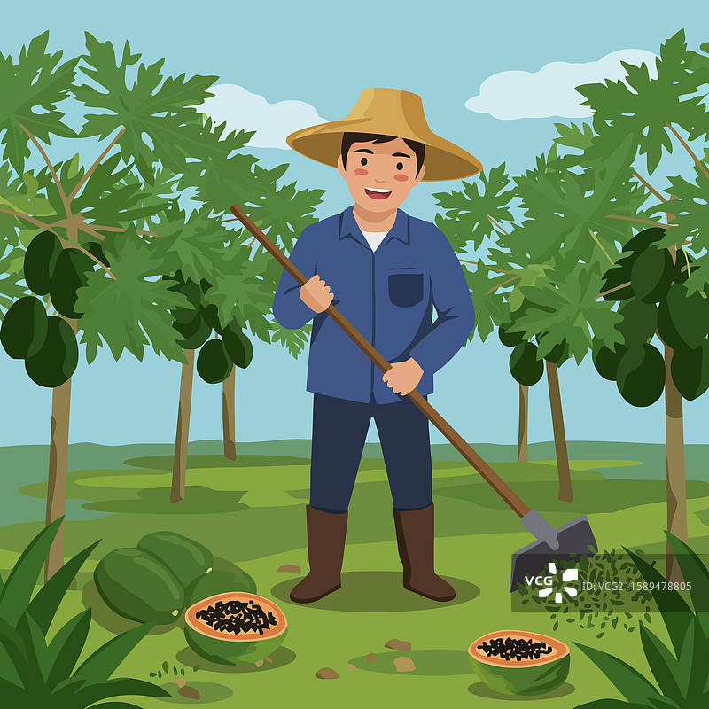 农民在木瓜树旁的田地里耙地，周围有新鲜的水果。图片素材