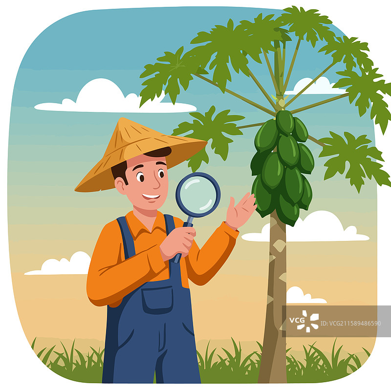 农民用放大镜检查木瓜树图片素材