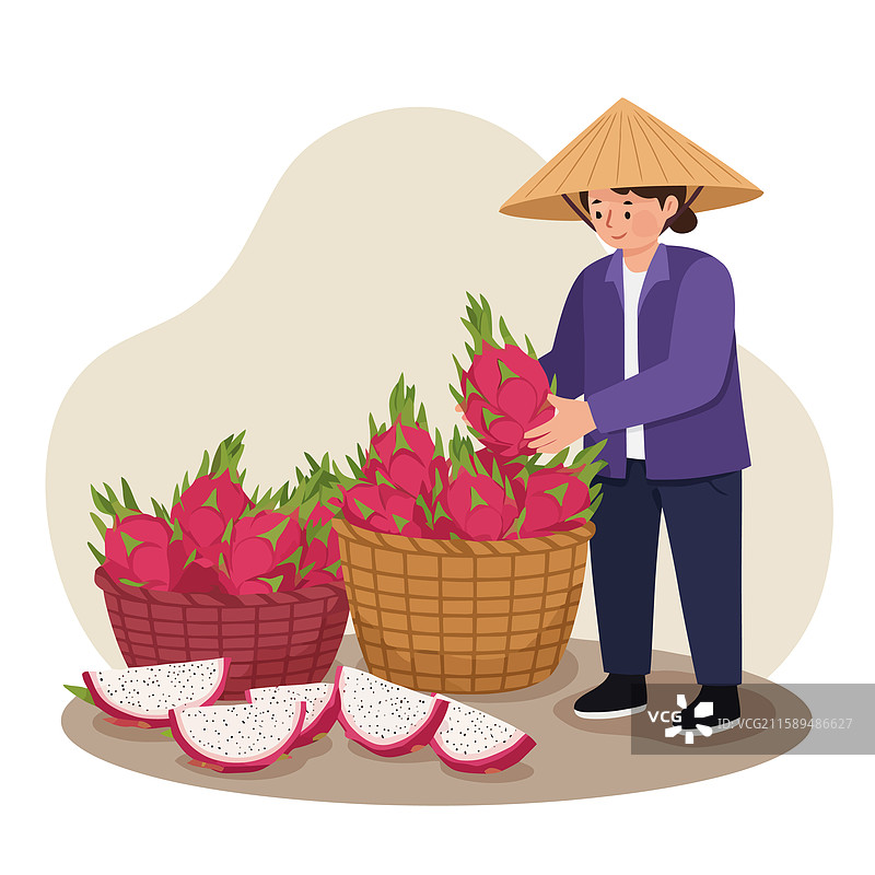 农民正在用篮子收获火龙果图片素材