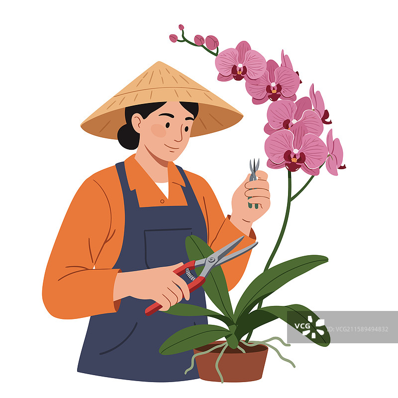 一个人正在用剪刀修剪兰花植物，穿着图片素材