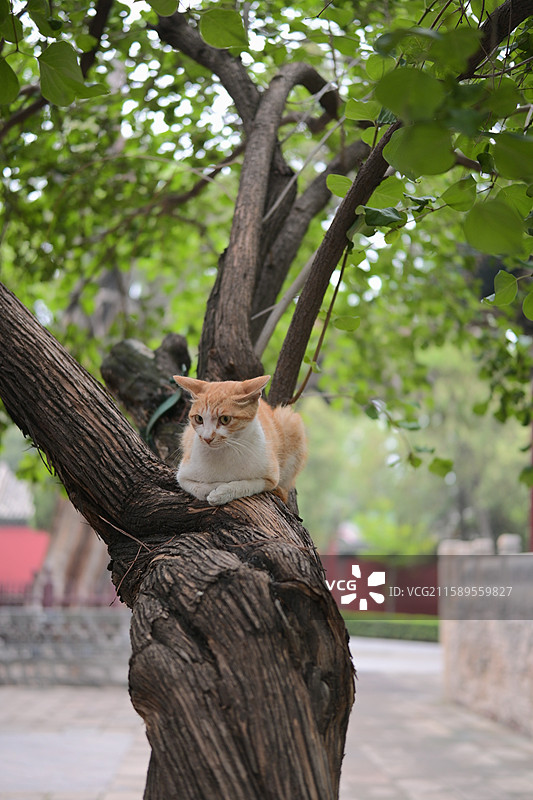 晋祠、书上小猫咪图片素材