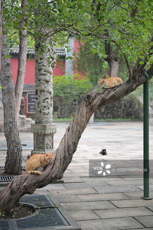 晋祠、书上小猫咪图片素材