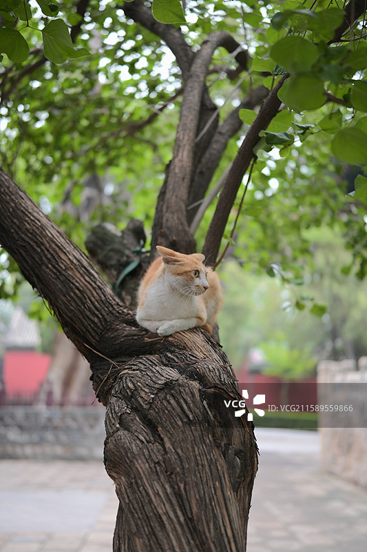 晋祠、书上小猫咪图片素材