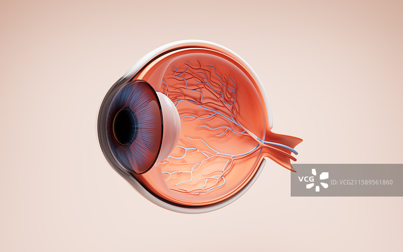 医学人类眼球结构三维渲染图片素材