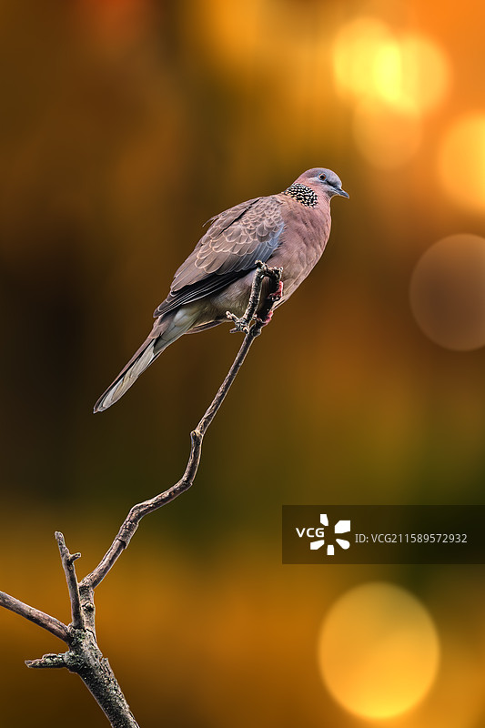 云南野生动物园中的动物们图片素材