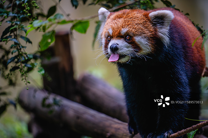 云南野生动物园中的动物们图片素材