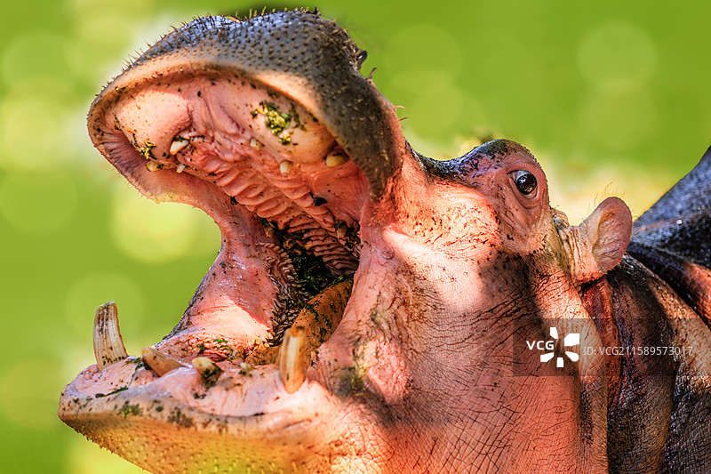 云南野生动物园中的动物们图片素材