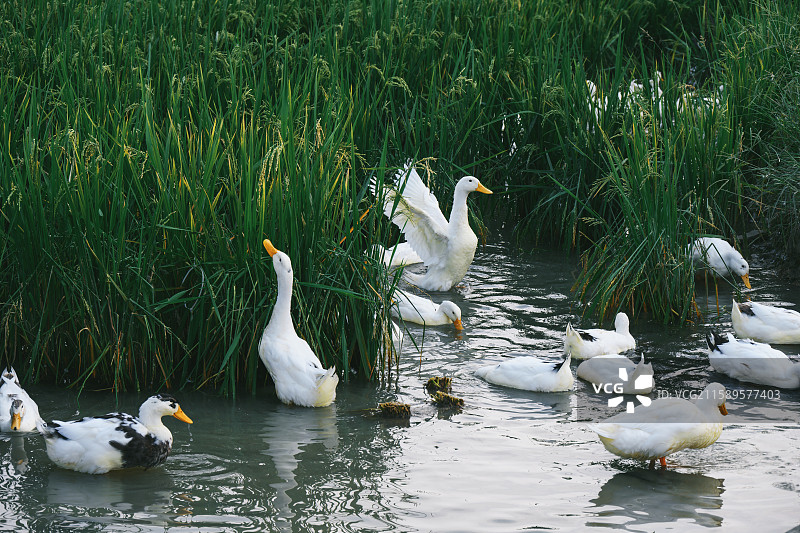 乡村稻田里戏水的稻田鸭图片素材