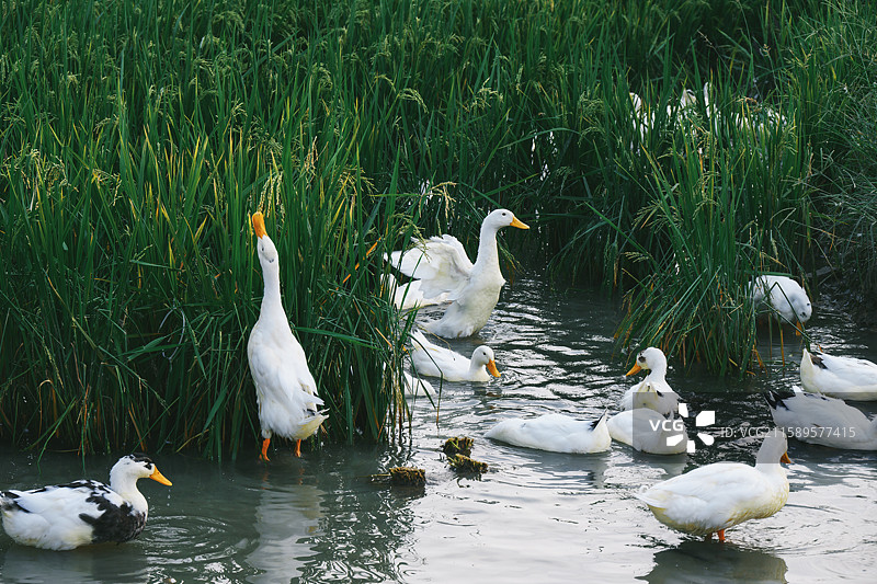 乡村稻田里戏水的稻田鸭图片素材