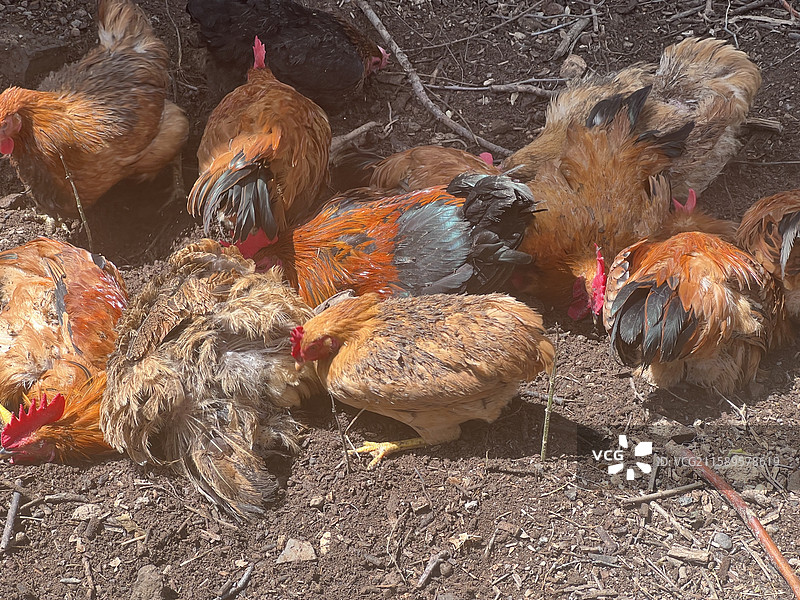 鸡群图片素材