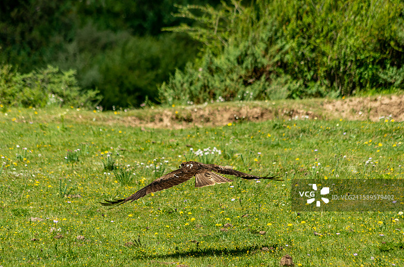 川西高原上的鹰图片素材