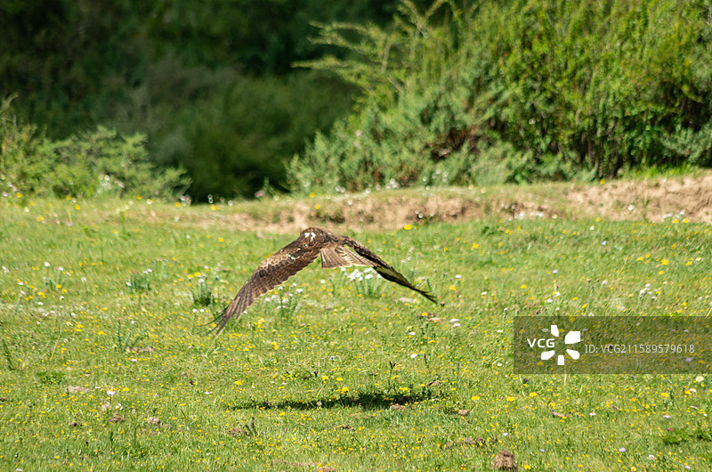 川西高原上的鹰图片素材