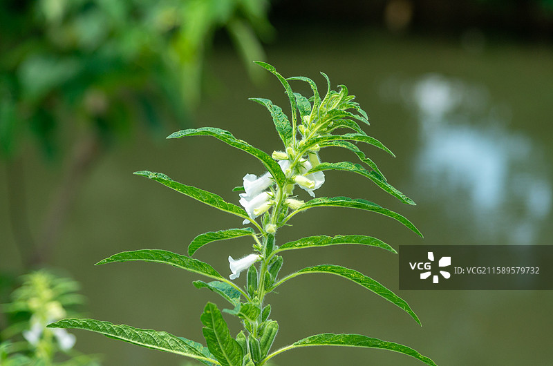 珠三角种植的芝麻图片素材