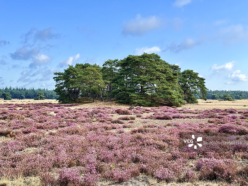 荷兰费吕韦国家公园。大片的石楠花。图片素材
