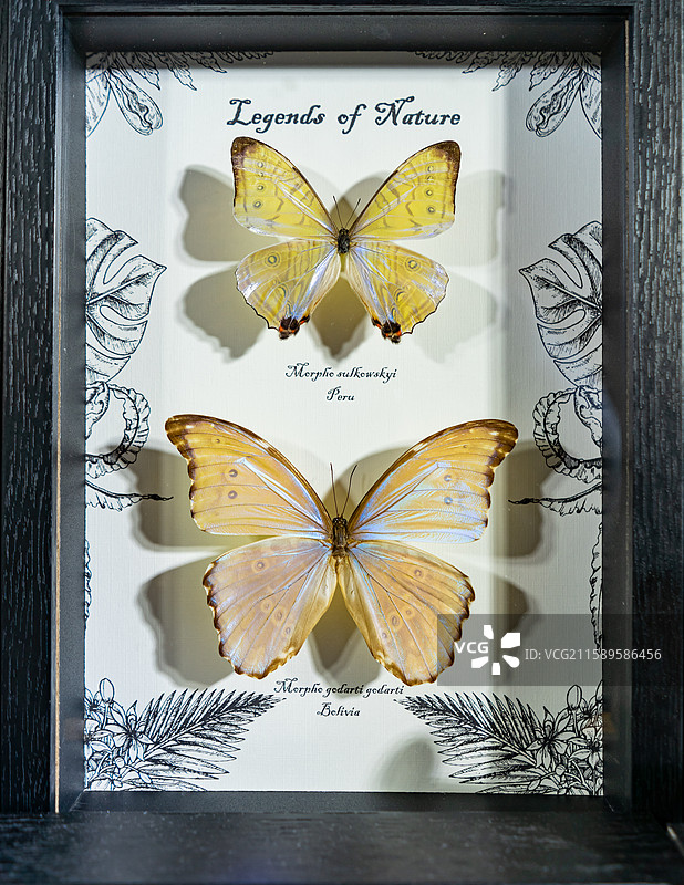中国野生动物拍摄主题，陈列柜展示盒各种蝴蝶品种的标本架装饰品艺术品相框裱起来展示，室内无人图像摄影图片素材