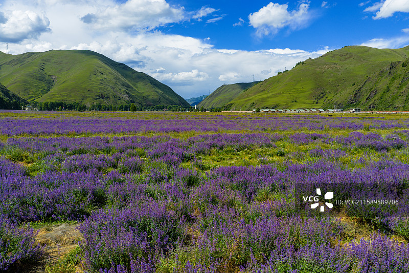 新都桥薰衣草花园川西普罗旺斯蓝天白云高原山脚下的紫色花海图片素材