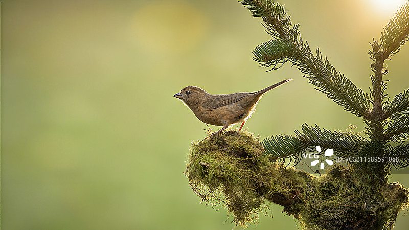 梁王雀韵・灰羽秋枝图片素材