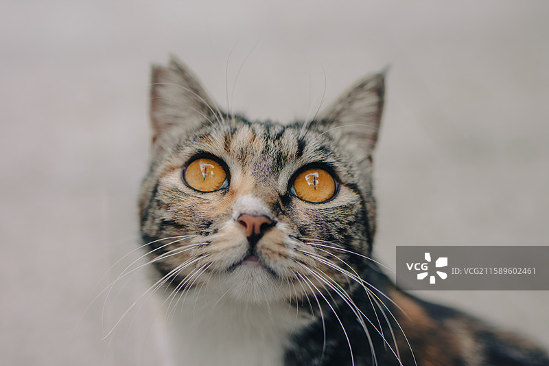 可爱猫咪特写图片素材