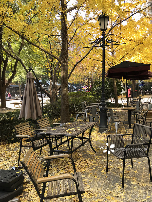 古北黄金城道的银杏与咖啡店，上海秋天的浪漫图片素材