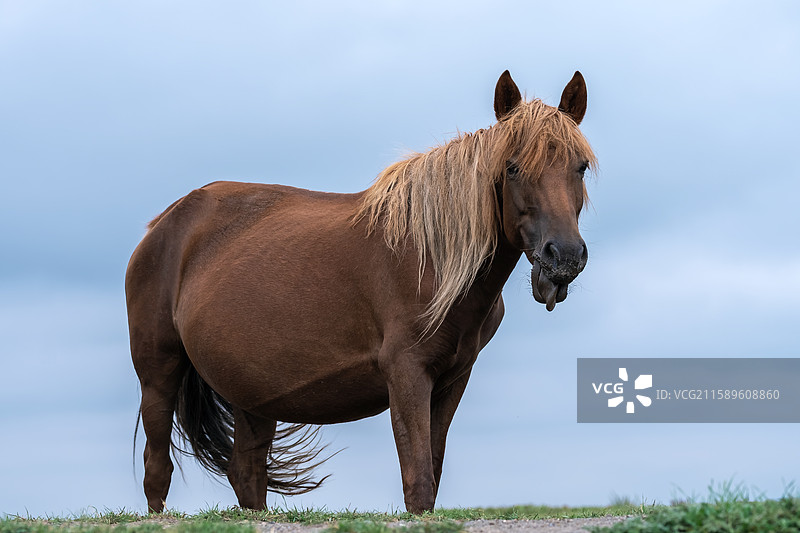 草原上悠闲吃草的马 甘南河曲马场图片素材