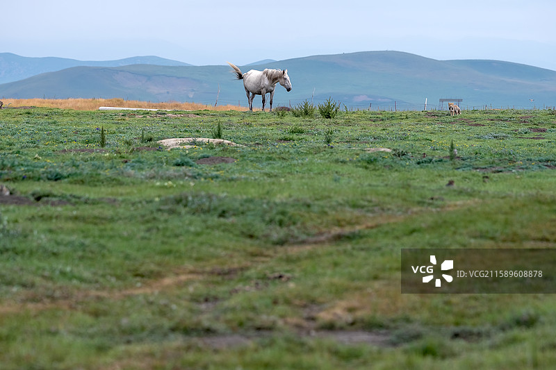 草原上悠闲吃草的马 甘南河曲马场图片素材