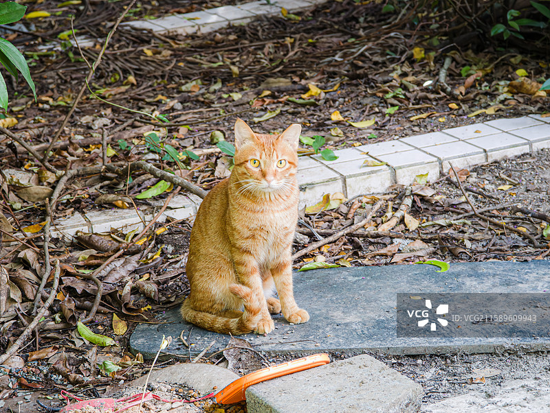 野外干净可爱的橘猫图片素材