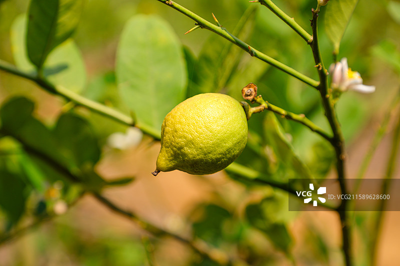 柠檬树上一个金黄的柠檬果图片素材