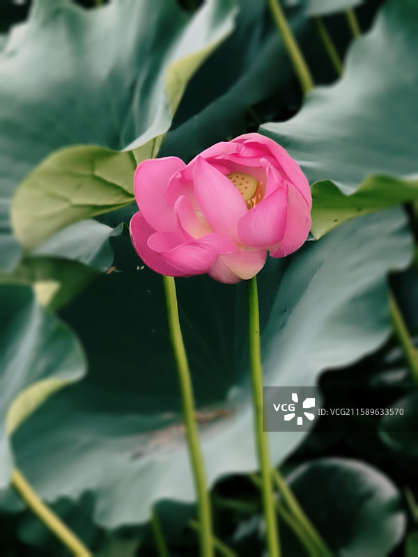 《粉荷藏夏》浓绿荷叶间，粉荷半掩盛放，柔瓣凝脂，藏着夏日荷塘的清新娇美。图片素材