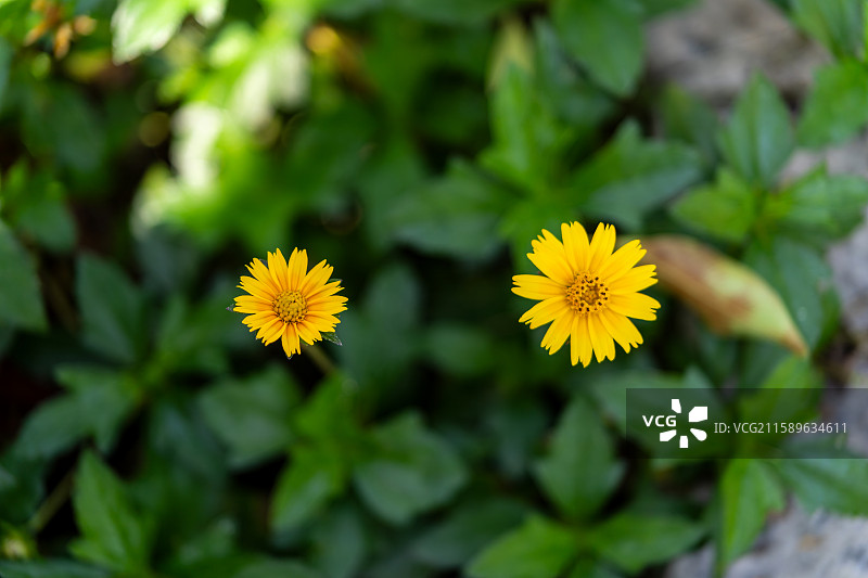黄色花朵的蟛蜞菊图片素材