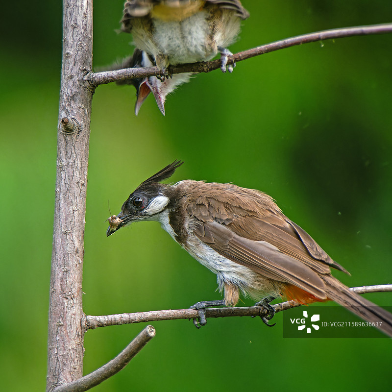 红耳鹎喂仔（奥之心Om12+300/4+2.3+奥1.4=1932mm）图片素材