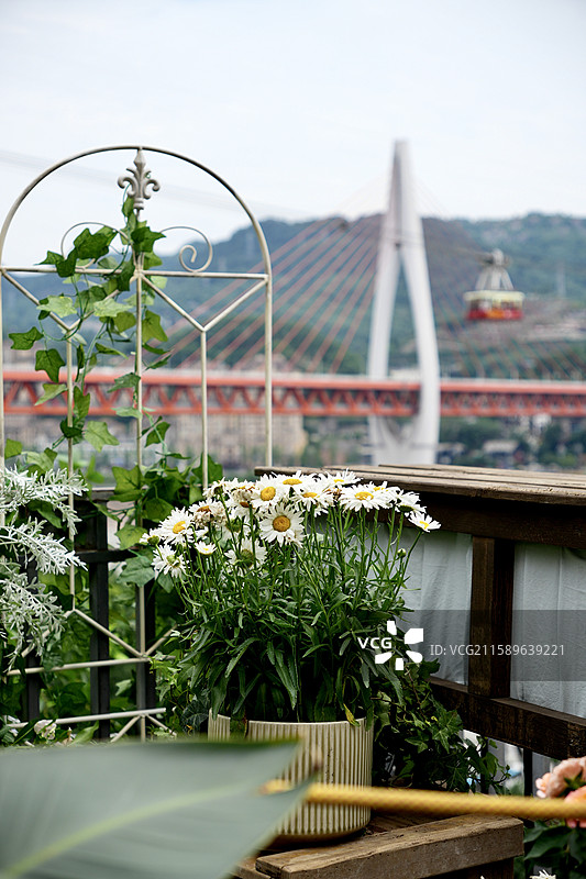 白象居角落的菊花和远处的东水门长江大桥和缆车图片素材