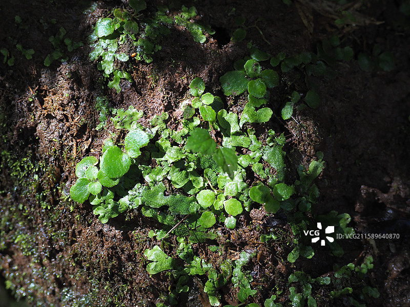 六盘山国家森林公园的苔藓与地钱草图片素材